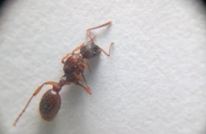 Gestorbene Myrmica cf. ruginodis...