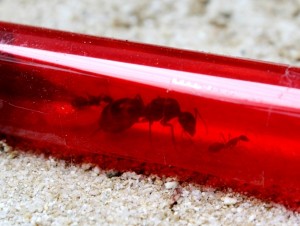 Camponotus barbaricus_2.jpg