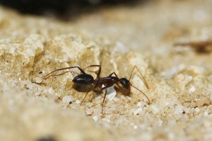 Camponotus barbaricus_3.jpg