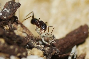 Camponotus barbaricus_4.jpg