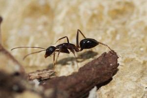 Camponotus barbaricus_5.jpg