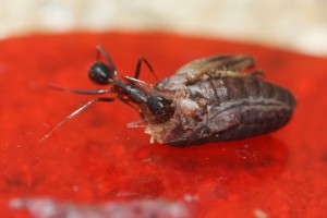 Camponotus barbaricus_6.jpg