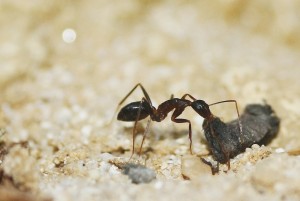 Camponotus barbaricus_7.jpg