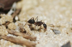 Camponotus barbaricus_8.jpg