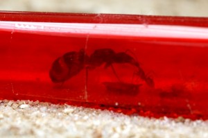 Camponotus barbaricus_9.jpg