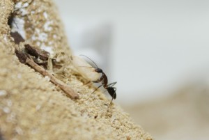 Camponotus barbaricus_11.jpg