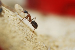 Camponotus barbaricus_12.jpg