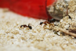 Camponotus barbaricus_13.jpg