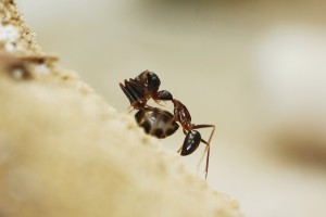 Camponotus barbaricus_14.jpg