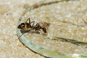 Camponotus barbaricus _2.jpg