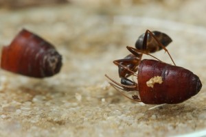 Camponotus barbaricus _3.jpg