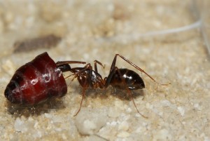 Camponotus barbaricus _4.jpg