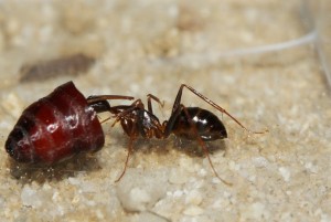 Camponotus barbaricus  _1.jpg