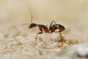 Camponotus barbaricus  _2.jpg