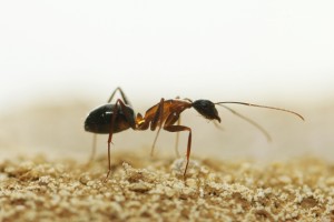 Camponotus barbaricus  _3.jpg