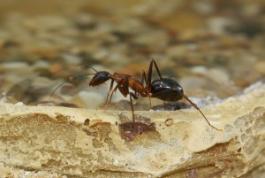 Camponotus barbaricus  _4.jpg