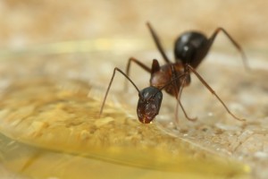 Camponotus barbaricus  _5.jpg