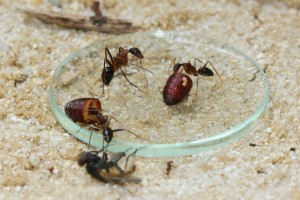 Camponotus barbaricus  _7.jpg