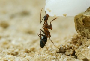 Camponotus barbaricus_6.jpg