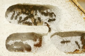 Camponotus barbaricus_2.jpg