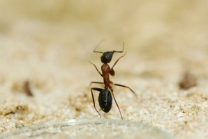 Camponotus barbaricus_3.jpg