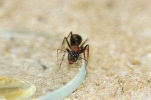 Camponotus barbaricus_4.jpg