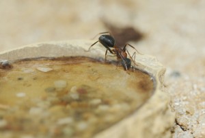 Camponotus barbaricus_5.jpg