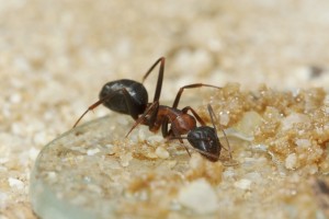 Camponotus barbaricus_6.jpg