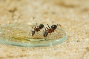 Camponotus barbaricus_7.jpg