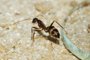 Camponotus barbaricus_8.jpg