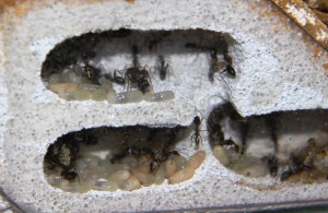 Camponotus barbaricus_1.jpg