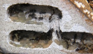 Camponotus barbaricus_2.jpg