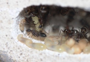 Camponotus barbaricus_3.jpg