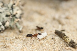 Camponotus barbaricus_4.jpg