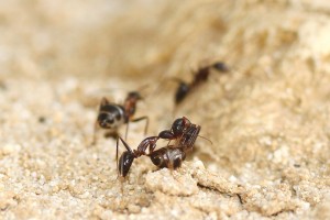 Camponotus barbaricus_5.jpg