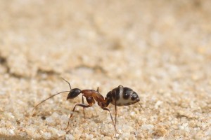 Camponotus barbaricus_6.jpg