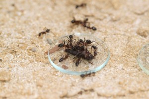 Camponotus barbaricus_7.jpg