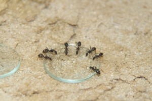 Camponotus barbaricus_2.jpg