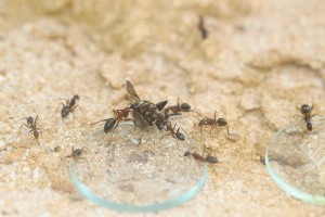 Camponotus barbaricus_3.jpg