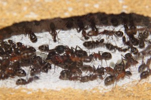 Camponotus barbaricus_2.jpg