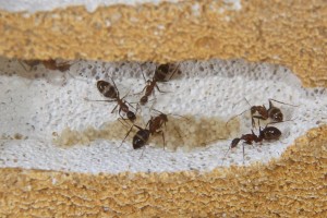 Camponotus barbaricus_4.jpg