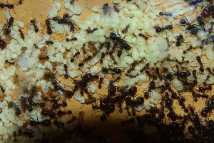 Messor barbarus 06.12.2017-3.jpg