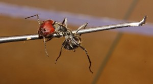 Camponotus singularis Major.jpg