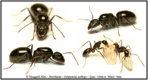 Camponotus aethiops 1.jpg