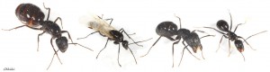 Camponotus aethiops 4.jpg