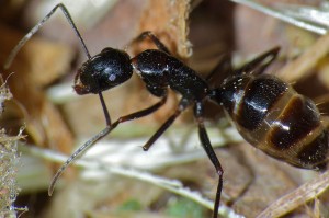 Camponotus aethiops 3.jpg