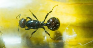 Messor barbarus Königin 09.03.2018_1.jpg