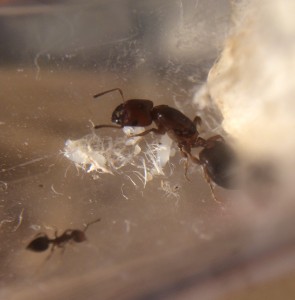 IMG_0730 bearbeitet.jpg (505.68 KiB) 1455 mal betrachtet Ein Bild der Kolonie, als sie schon nur eine Arbeiterin hatte. Die beiden Larven haben sich zu Nacktpuppen entwickelt.