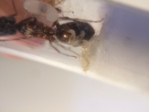 IMG_9386.JPG (1.22 MiB) 1451 mal betrachtet Nach der Auswinterung