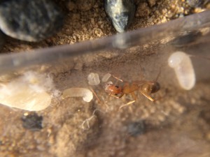 IMG_0628.JPG (1.63 MiB) 1455 mal betrachtet Anfang März